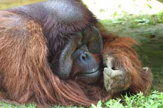 photo,material,free,landscape,picture,stock photo,Creative Commons,Melancholic orangutan, orangutan, , , 
