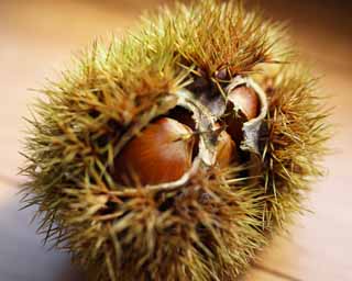 photo,material,free,landscape,picture,stock photo,Creative Commons,A chestnut in its burr, chestnut, bur, splinter, Fruit