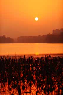 photo, la matire, libre, amnage, dcrivez, photo de la rserve,Crpuscule du Xi-hu lac, lotus, Le soleil, Mettant soleil, La surface de l'eau