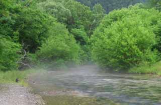 photo,material,free,landscape,picture,stock photo,Creative Commons,Hazy stream, river, tree, water, 