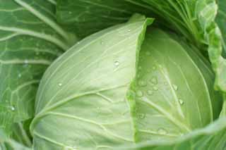 photo,material,free,landscape,picture,stock photo,Creative Commons,New cabbage, vegetable, leave, green, field