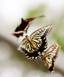 foto,tela,gratis,paisaje,fotografa,idea,El lugar de reunin de la mariposa de swallowtail, Mariposa de swallowtail, , Mariposa, Mating