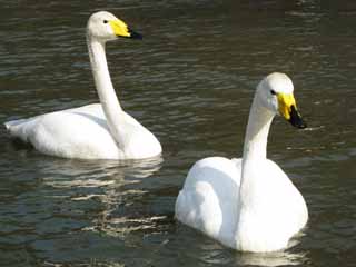 , , , , ,  .,swan, swan, , waterfowl, 
