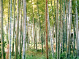 Foto, materieel, vrij, landschap, schilderstuk, bevoorraden foto,Bamboo grove 2, Bamboo, , , 