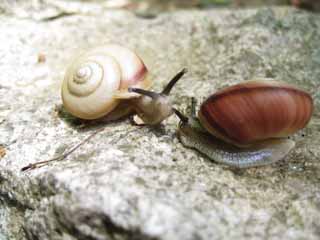 , , , , ,  .,Snail   , snail, , shellfish, 