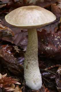 , , , , ,  ., ., , fungus, mushroom,  