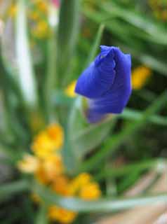 photo,material,free,landscape,picture,stock photo,Creative Commons,An iris, An iris, Blue, bud, 