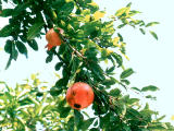 photo,material,free,landscape,picture,stock photo,Creative Commons,Pomegranates, pomegranate, fruit, , 