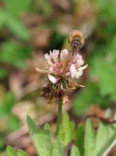 fotografia, material, livra, ajardine, imagine, proveja fotografia,A refeio de abelha melfera, abelha melfera, abelha, trevo, nctar