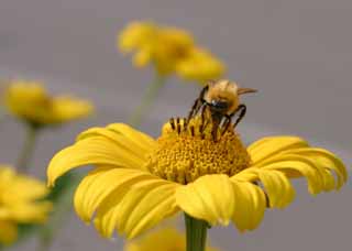 Foto, materiell, befreit, Landschaft, Bild, hat Foto auf Lager,Schwarze, glnzende Biene, Biene, , Pollen, Blume