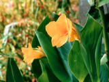 photo,material,free,landscape,picture,stock photo,Creative Commons,A type of Canna lily, Canna, lily, flowers, 