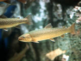 photo,material,free,landscape,picture,stock photo,Creative Commons,Brown trout, fish, freshwater, trout, brown