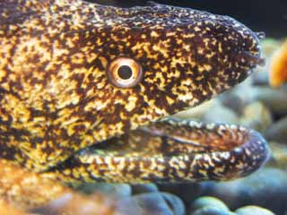 photo,material,free,landscape,picture,stock photo,Creative Commons,A moray, face, mouth, , 