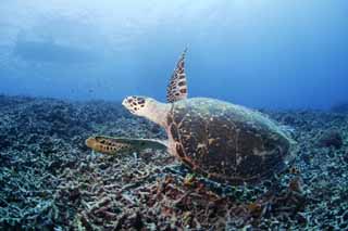 foto,tela,gratis,paisaje,fotografa,idea,El aleteo de una tortuga marina., Tortuga, Buceo, Mar, 
