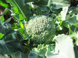 photo,material,free,landscape,picture,stock photo,Creative Commons,A broccoli, Vegetables, Food, , 