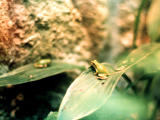 photo,material,free,landscape,picture,stock photo,Creative Commons,Tree frogs, frog, green, tree, 