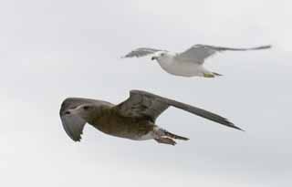 ,,, ,,,seagulls   .  , seagull., ., .  , seagull.  