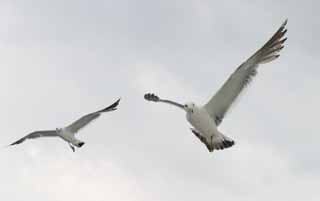 ,,, ,,,Seagulls '   , seagull., ., .  , seagull.  