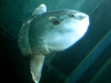 , , , , ,  .,sunfish., , , Molidae, mola