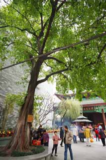 photo, la matire, libre, amnage, dcrivez, photo de la rserve,Un arbre de tilleul SixBanyanTreeTemple, Chaitya, tronc, Faith, attraction touristique
