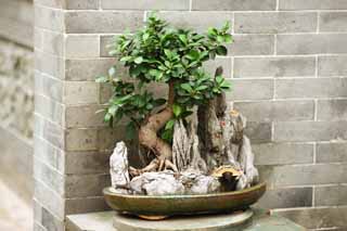 fotografia, material, livra, ajardine, imagine, proveja fotografia,Um bonsai de SixBanyanTreeTemple, Chaitya, pedra, Faith, atrao turstica
