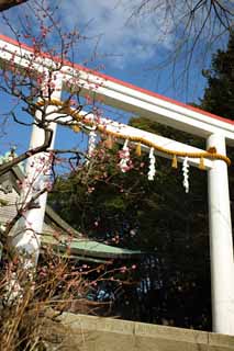 Foto, materiell, befreit, Landschaft, Bild, hat Foto auf Lager,Kamakura-gu Schrein torii, Schintoistischer Schrein, Der Kaiser Meiji, Kamakura, Masashige Kusuki