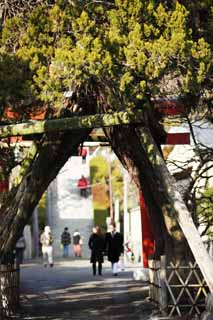 fotografia, material, livra, ajardine, imagine, proveja fotografia,Uma aproximao de EgaraTenjin-shaShrine para um santurio, Santurio de Xintosmo, apedreje escada, Kamakura, Enfurea Tenjin