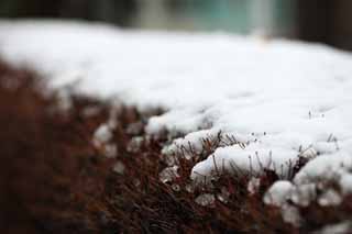 photo,material,free,landscape,picture,stock photo,Creative Commons,The snow of the park, garden plant, , , 