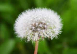 photo,material,free,landscape,picture,stock photo,Creative Commons,Cotton ball, dandelion, seed, beautiful, wild grass