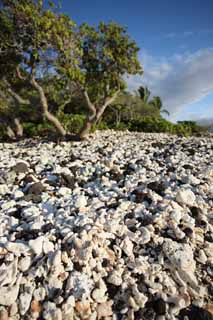 photo,material,free,landscape,picture,stock photo,Creative Commons,White and the black shore, Lava, Coral, blue sky, southern country