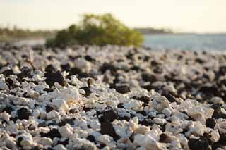 photo,material,free,landscape,picture,stock photo,Creative Commons,White and the black shore, Lava, Coral, wave, southern country