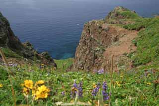 photo,material,free,landscape,picture,stock photo,Creative Commons,Gorota Cape, coast, flower, cliff, sea