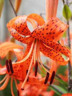 photo,material,free,landscape,picture,stock photo,Creative Commons,Tiger lily flowers, lily, , , orange