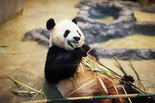 fotografia, material, livra, ajardine, imagine, proveja fotografia,Panda Gigante, , , , 