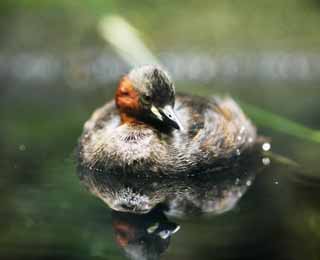 photo,material,free,landscape,picture,stock photo,Creative Commons,Little grebe, , , , 
