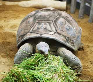 photo,material,free,landscape,picture,stock photo,Creative Commons,Galapagos giant tortoise, , , , 