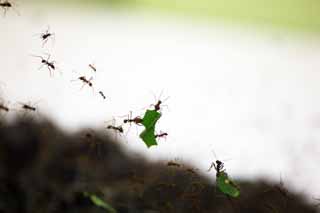 photo,material,free,landscape,picture,stock photo,Creative Commons,Leaf-cutting ant, , , , 