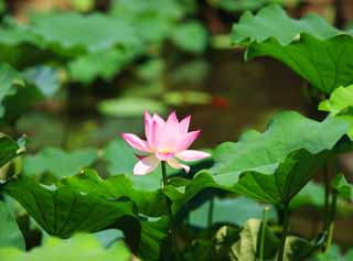 photo,material,free,landscape,picture,stock photo,Creative Commons,Lotus flower, , , , 