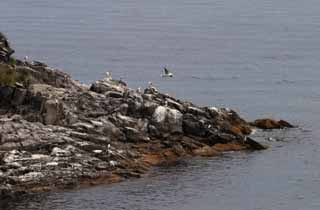photo,material,free,landscape,picture,stock photo,Creative Commons,Seafowls' nests, rocky stretch, sea, seagull, 