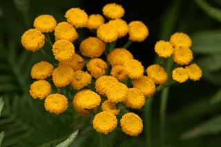 photo,material,free,landscape,picture,stock photo,Creative Commons,Small orange flowers, yellow, orange, , 