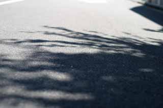 photo,material,free,landscape,picture,stock photo,Creative Commons,Comfort in the shade, asphalt, shadow, , leafy shade