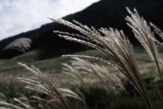 photo,material,free,landscape,picture,stock photo,Creative Commons,Silver grass, silver grass, , , grassland
