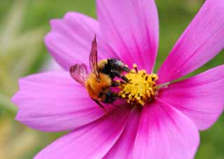 photo,material,free,landscape,picture,stock photo,Creative Commons,Delicious cosmos , bee, , Bee, cosmos