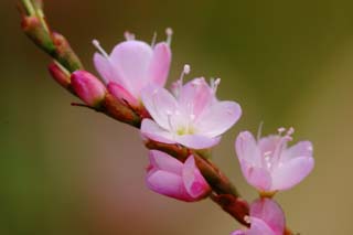 photo,material,free,landscape,picture,stock photo,Creative Commons,Small pink flowers, pink, Hakone, , 