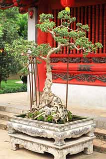 fotografia, material, livra, ajardine, imagine, proveja fotografia,Templo de literatura bonsai, , , , 