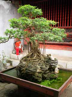 photo,material,free,landscape,picture,stock photo,Creative Commons,Temple of Literature bonsai, , , , 