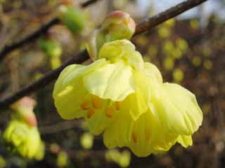 foto,tela,gratis,paisaje,fotografa,idea,Flores amarillas en primavera, Blanco, Polen, Color azul, De cerca