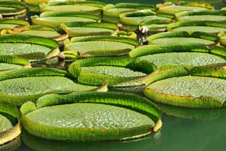 photo,material,free,landscape,picture,stock photo,Creative Commons,Royal water lily, , , , 