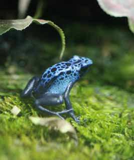 photo,material,free,landscape,picture,stock photo,Creative Commons,Blue poison dart frog, , , , 