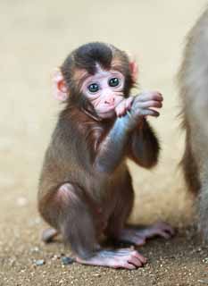photo,material,free,landscape,picture,stock photo,Creative Commons,Baby of the Japanese monkey, , , , 